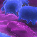Global Green Cites Research Finding Salmonella Detection Continues to Fail